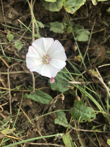 Convolvulus (bindweeds) (alternate view 7)