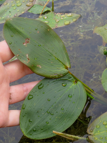 Potamogeton natans (floating-leaved pondweed)