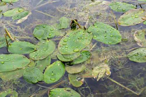 Potamogeton natans (floating-leaved pondweed)