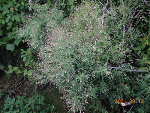 Epilobium coloratum (cinnamon willowherb) (alternate view 2)