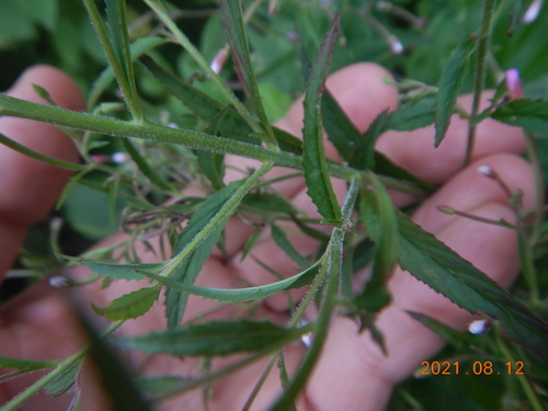 Epilobium coloratum (cinnamon willowherb) (alternate view 3)