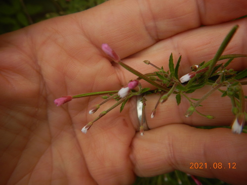 Epilobium coloratum (cinnamon willowherb) (alternate view 4)