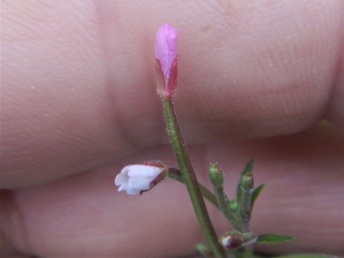 Epilobium coloratum (cinnamon willowherb) (alternate view 5)