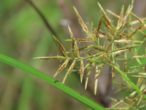 Cyperus rotundus (Purple Nutsedge)