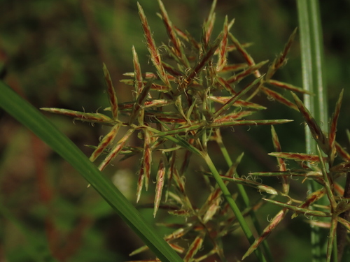 Cyperus rotundus (Purple Nutsedge)