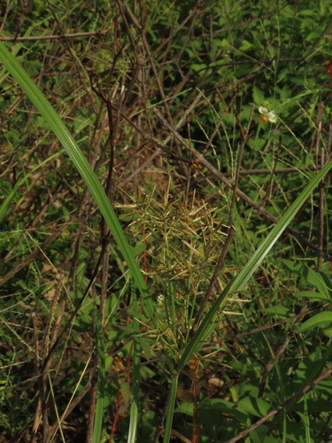 Cyperus rotundus (Purple Nutsedge)