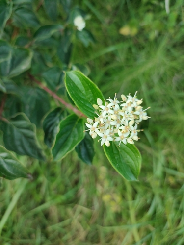 Cornus sanguinea (alternate view 2)