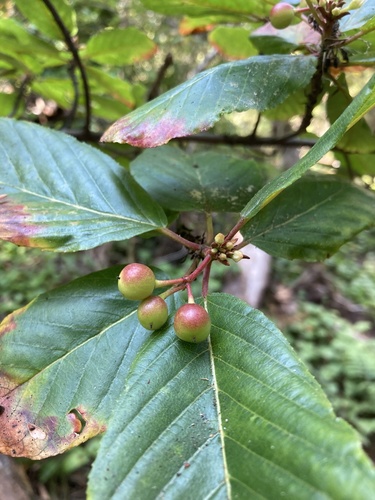 Frangula purshiana (cascara) (alternate view 4)