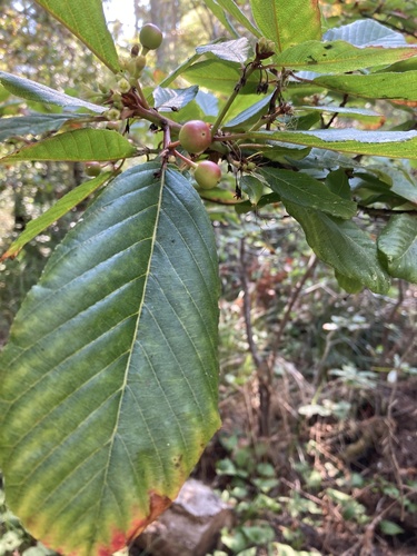 Frangula purshiana (cascara) (alternate view 5)
