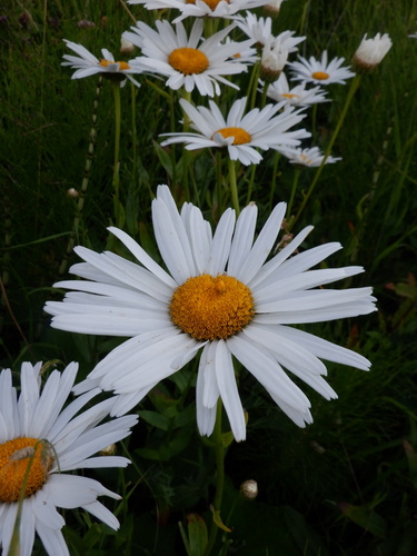 Leucanthemum x superbum (Shasta daisy) (alternate view 2)