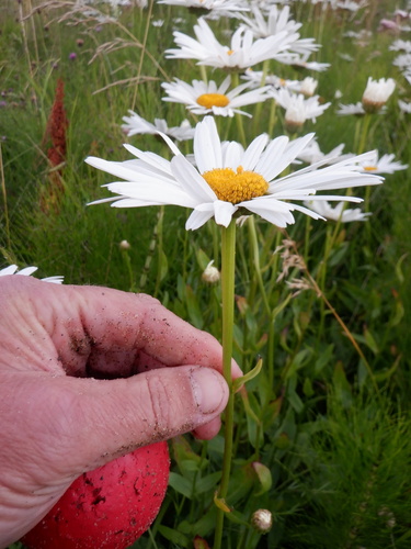 Leucanthemum x superbum (Shasta daisy) (alternate view 3)