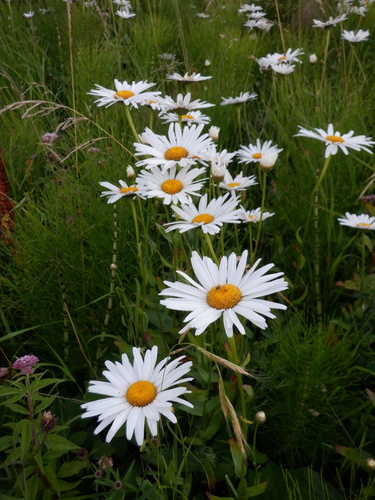 Leucanthemum x superbum (Shasta daisy) (alternate view 4)