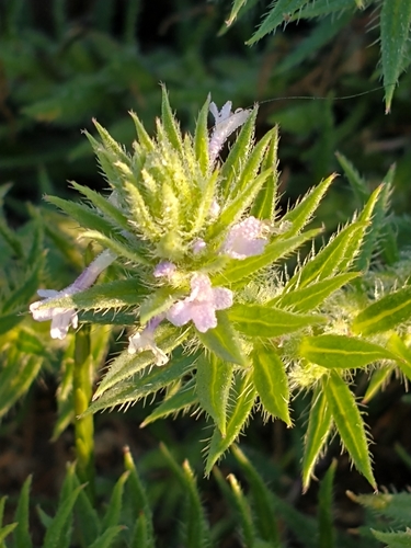 Verbena bracteata (Bigbract Verbena)