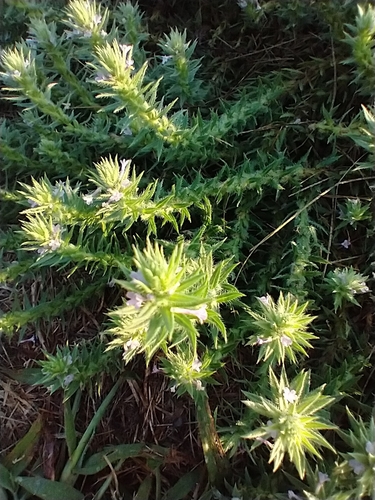 Verbena bracteata (Bigbract Verbena) (alternate view 2)