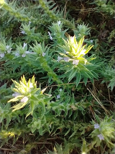 Verbena bracteata (Bigbract Verbena) (alternate view 3)