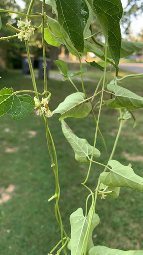 Cynanchum laeve (honey-vine climbing milkweed) (alternate view 3)