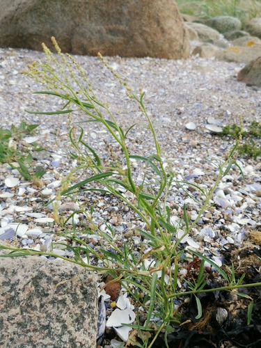 Atriplex littoralis (Grass-leaved Orache)