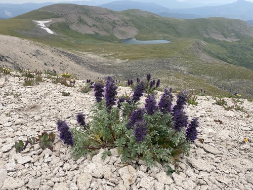 Phacelia sericea (Silky Phacelia) (alternate view 4)