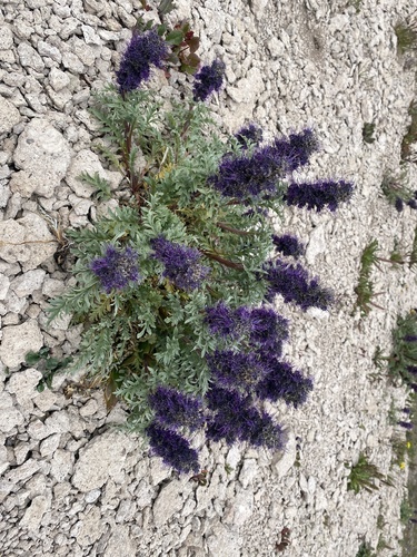 Phacelia sericea (Silky Phacelia) (alternate view 5)