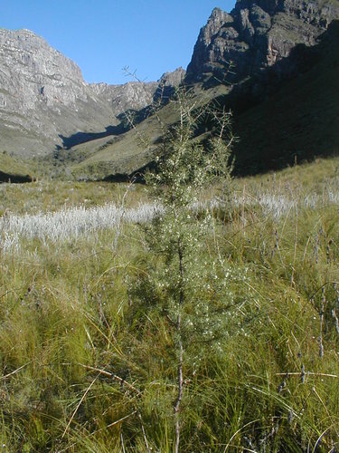 Hakea sericea (Bushy needlebush) (alternate view 3)