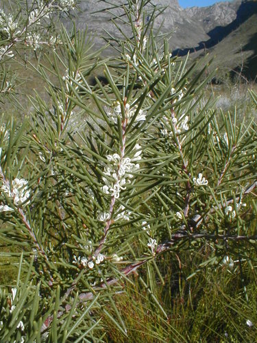 Hakea sericea (Bushy needlebush) (alternate view 2)