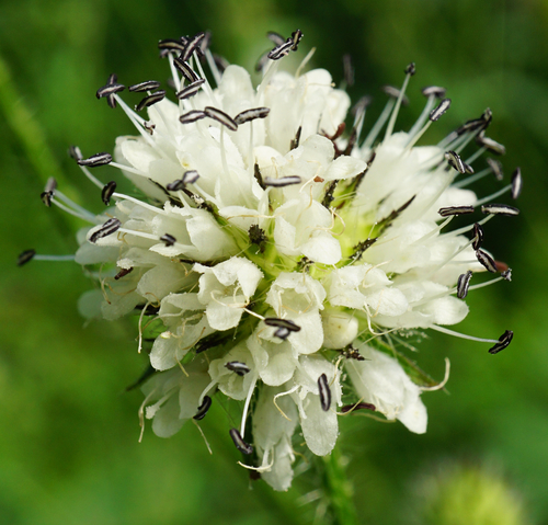 Dipsacus pilosus (small teasel) (alternate view 5)