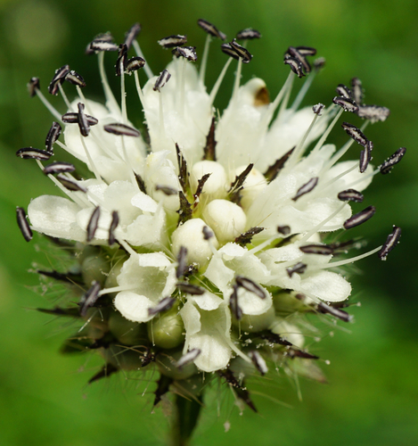 Dipsacus pilosus (small teasel) (alternate view 3)