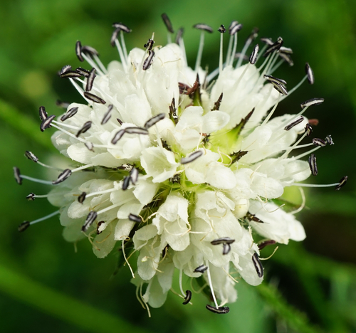 Dipsacus pilosus (small teasel) (alternate view 4)