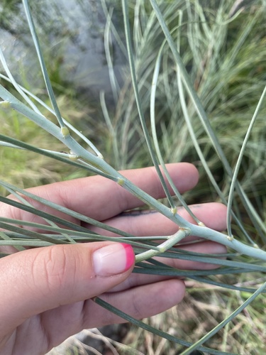 Acacia stenophylla (alternate view 9)