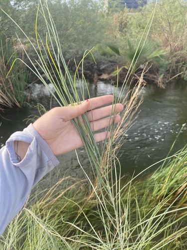 Acacia stenophylla (alternate view 10)
