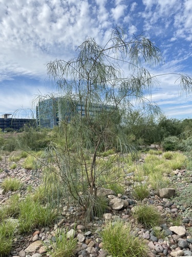 Acacia stenophylla (alternate view 12)