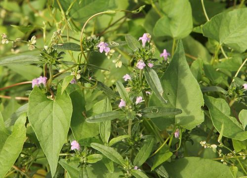 Galeopsis (Hempnettles) (alternate view 5)