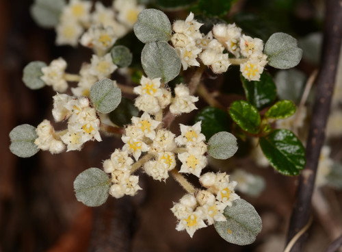 Spyridium parvifolium (Australian dusty miller) (alternate view 7)