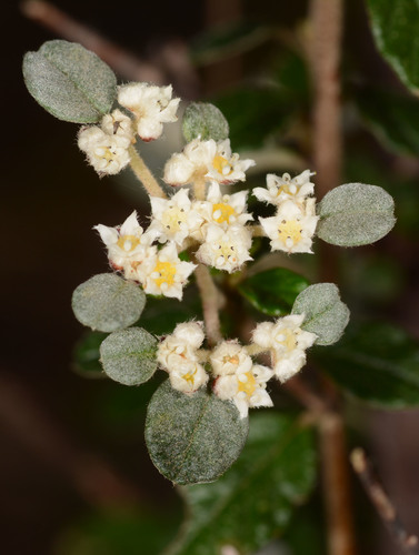 Spyridium parvifolium (Australian dusty miller) (alternate view 6)