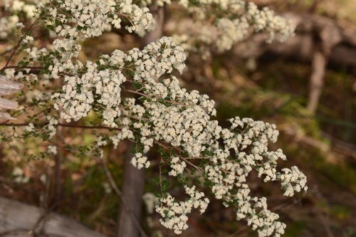 Spyridium parvifolium (Australian dusty miller) (alternate view 8)