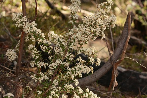 Spyridium parvifolium (Australian dusty miller) (alternate view 9)