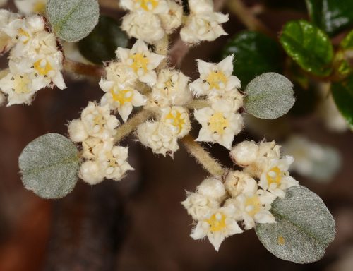 Spyridium parvifolium (Australian dusty miller) (alternate view 5)