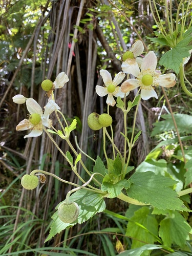 Eriocapitella (Fall-blooming anemones) (alternate view 8)