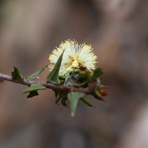 Acacia gunnii (ploughshare wattle) (alternate view 4)