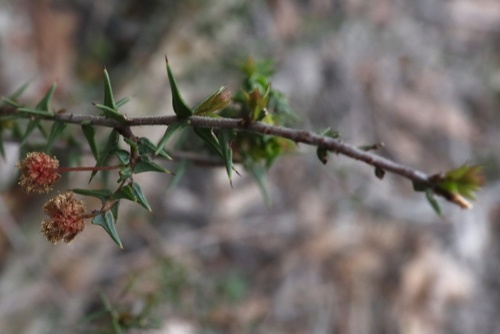 Acacia gunnii (ploughshare wattle) (alternate view 5)