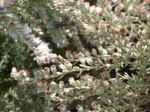 Eriocephalus (Kapokbushes) (alternate view 4)