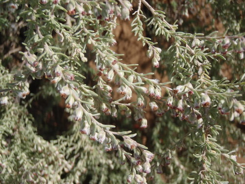 Eriocephalus (Kapokbushes) (alternate view 5)