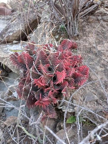 Haworthiopsis (Sixsided Haworthias) (alternate view 8)