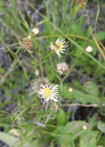 Erigeron acris (bitter fleabane)