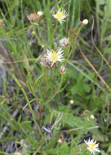 Erigeron acris (bitter fleabane)