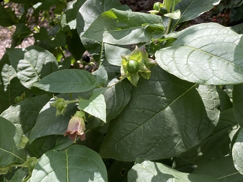 Atropa bella-donna (Deadly Nightshade)