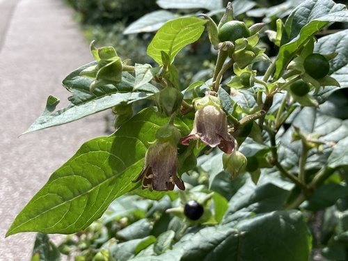 Atropa bella-donna (Deadly Nightshade)