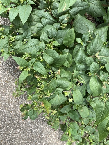 Atropa bella-donna (Deadly Nightshade)