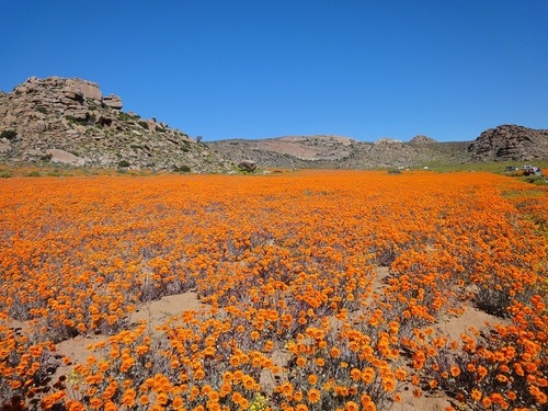 Arctotis (African Daisies) (alternate view 5)