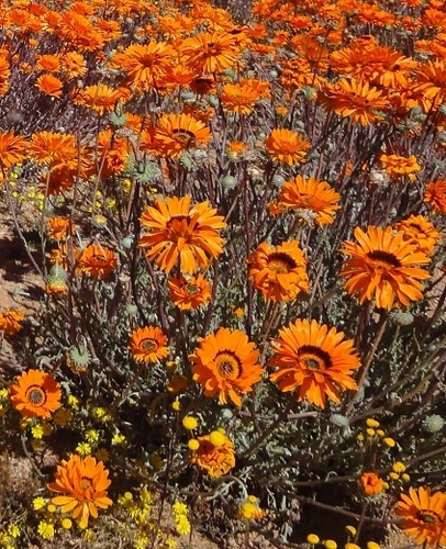 Arctotis (African Daisies) (alternate view 6)